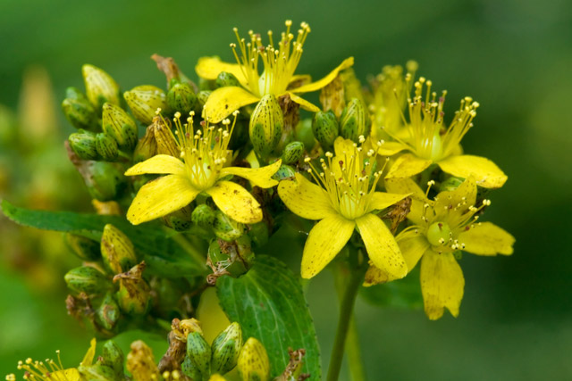 Spotted St. John's-wort flowers