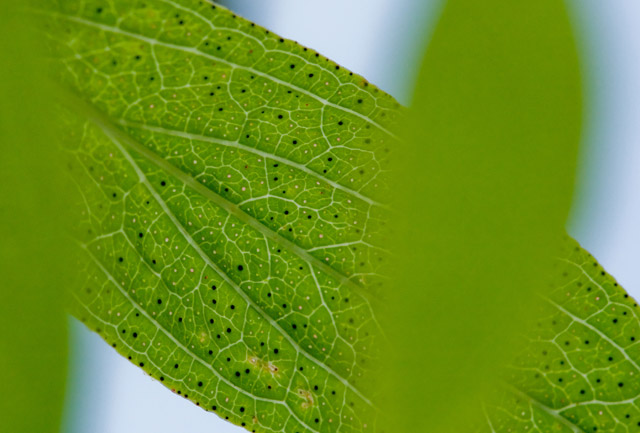 spotted St. John's-wort leaf