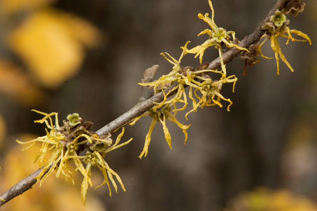 witch-hazel