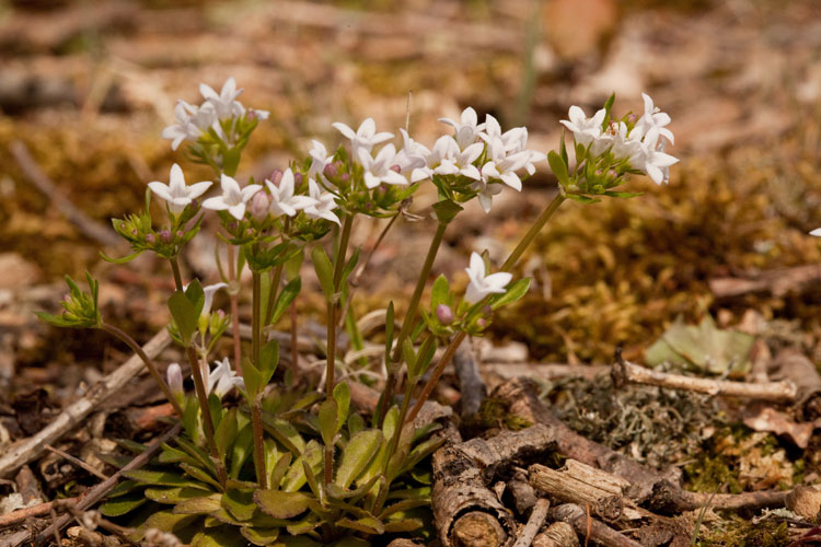 Hedyotis canadensis