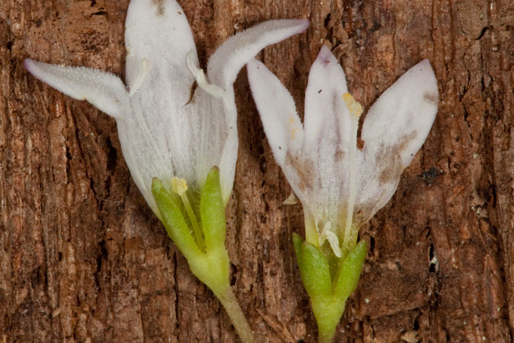 bluets heterostyly