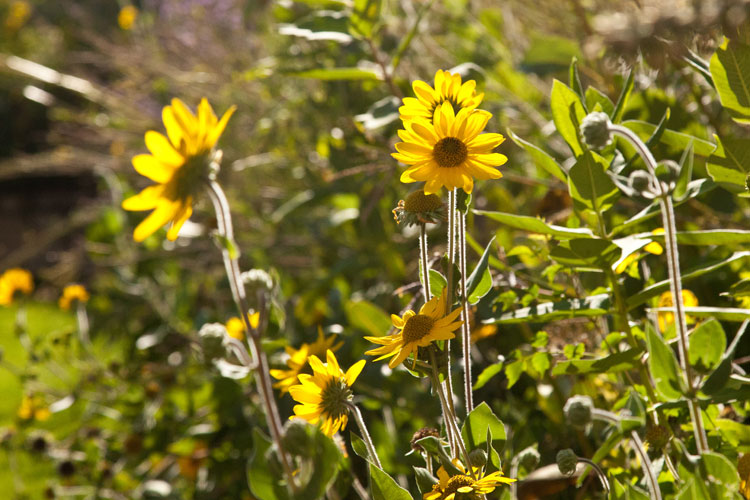 Helianthus mollis