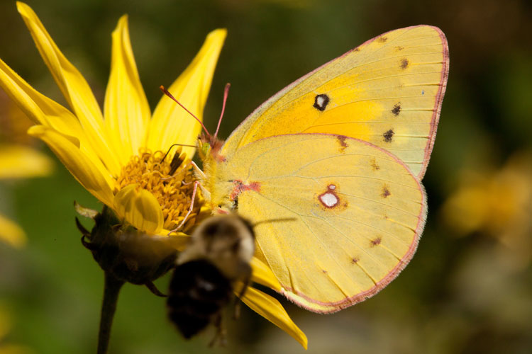 Helianthus with butterfly and incoming Bumblebee