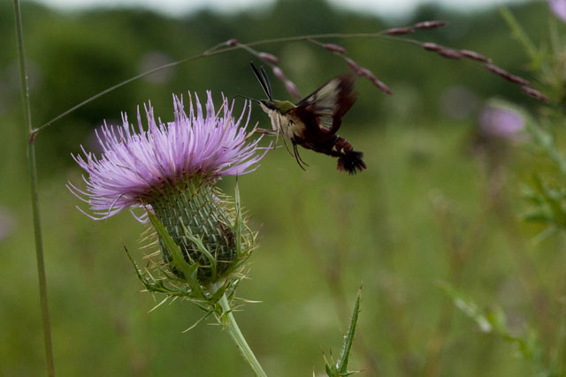 humminbird hawkmoth