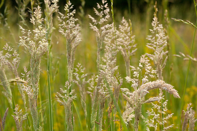 velvet-grass