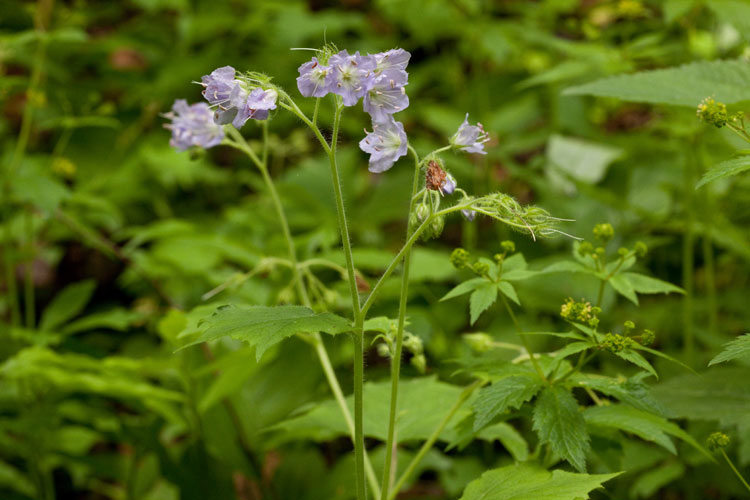 appendaged waterleaf