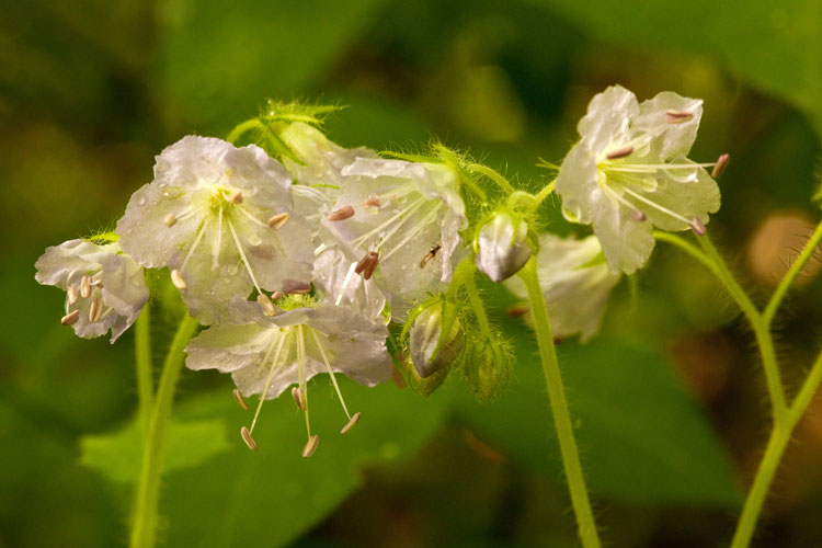 waterleaf flowers