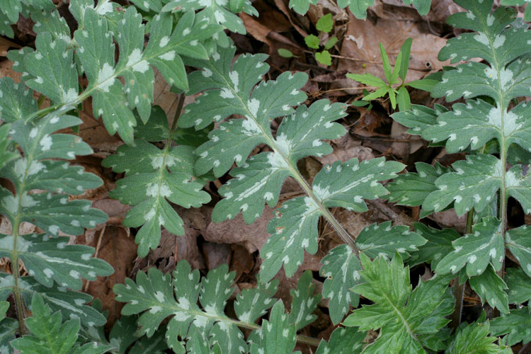waterleaf leaf