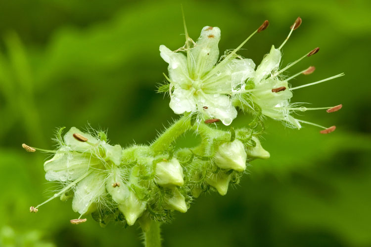 large-leaved waterleaf flower