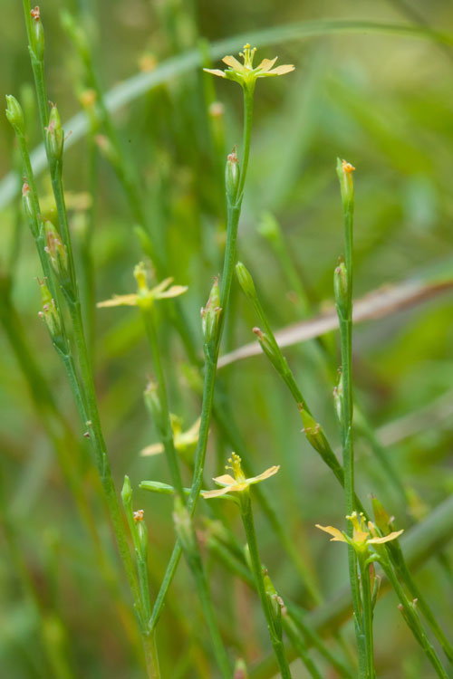 orange-grass