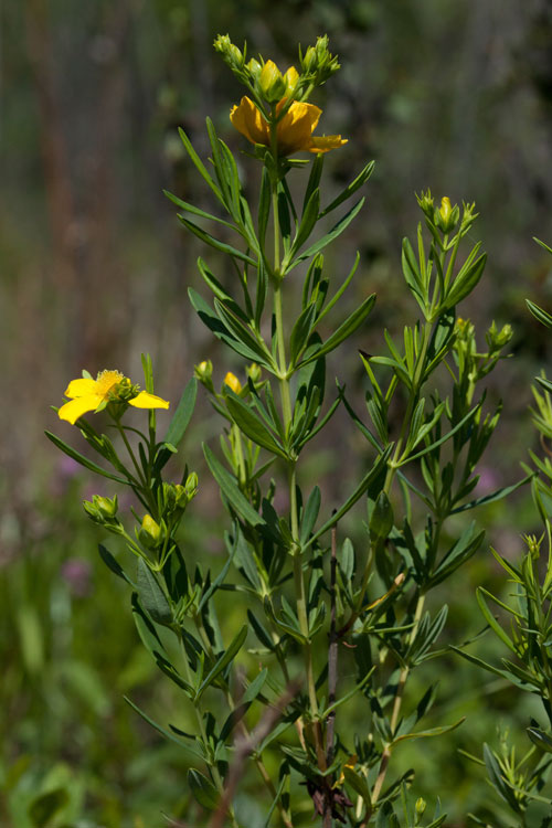 Hypericum kalmianum