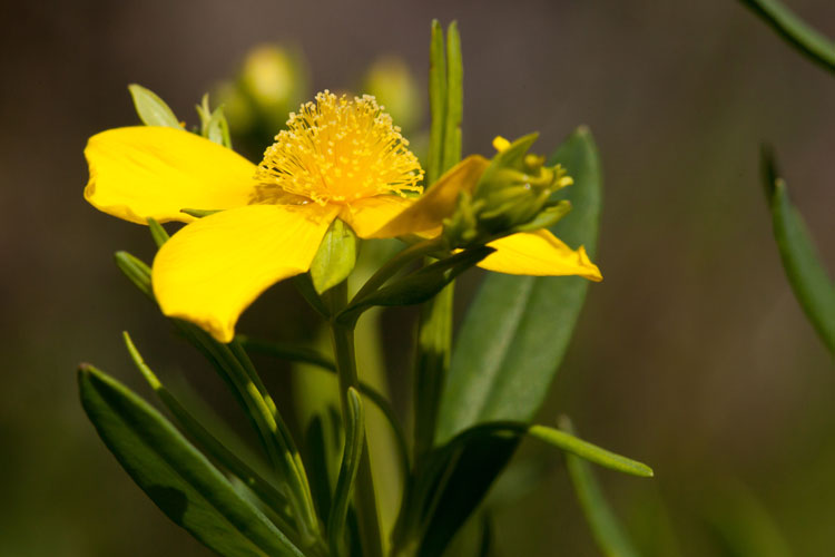 Kalm's St. John's-wort flower