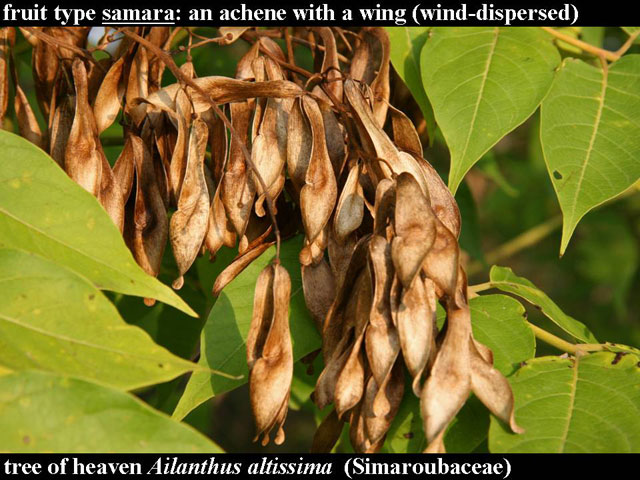 tree-of-heaven