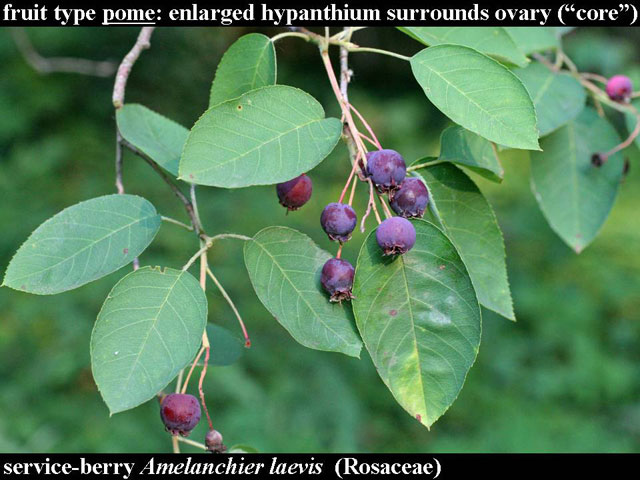 serviceberry