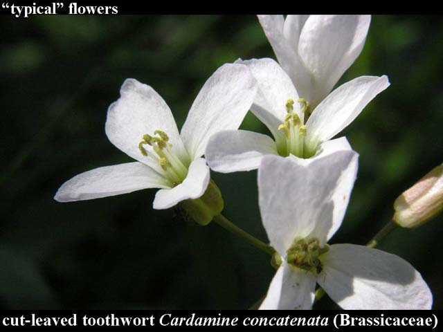 cut-leaved toothwort