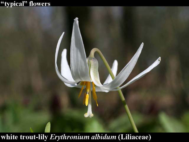 white trout-lily