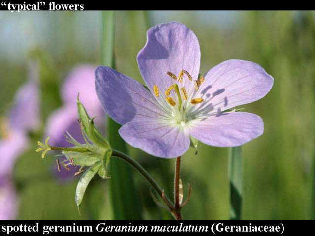 wild geranium