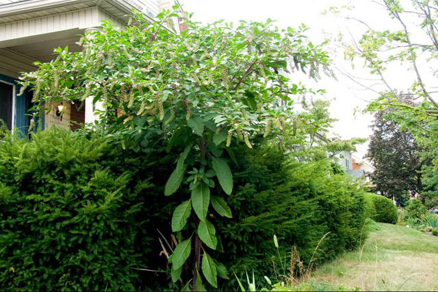 pokeweed
