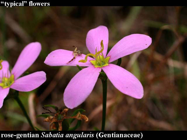 rose-gentian