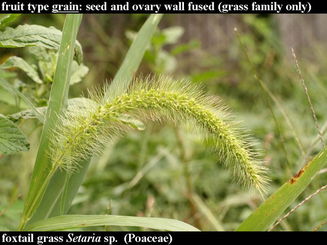 foxtail-millet