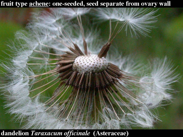 dandelion fruits