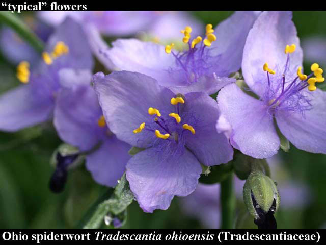 Ohio spiderwort