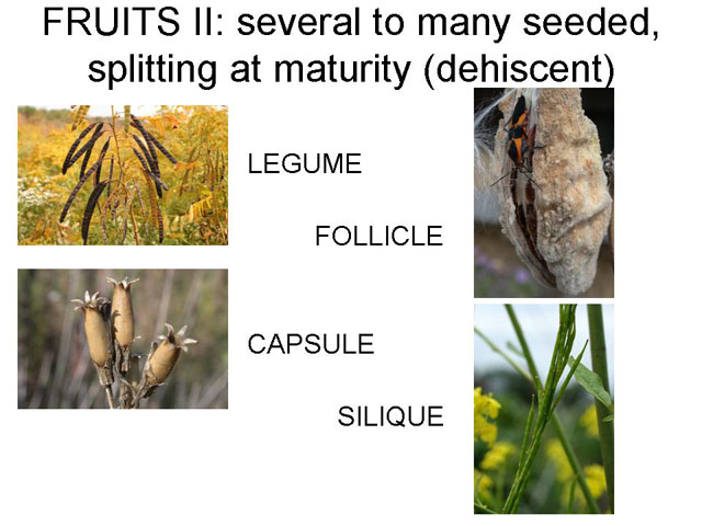 dry many seeded fruits