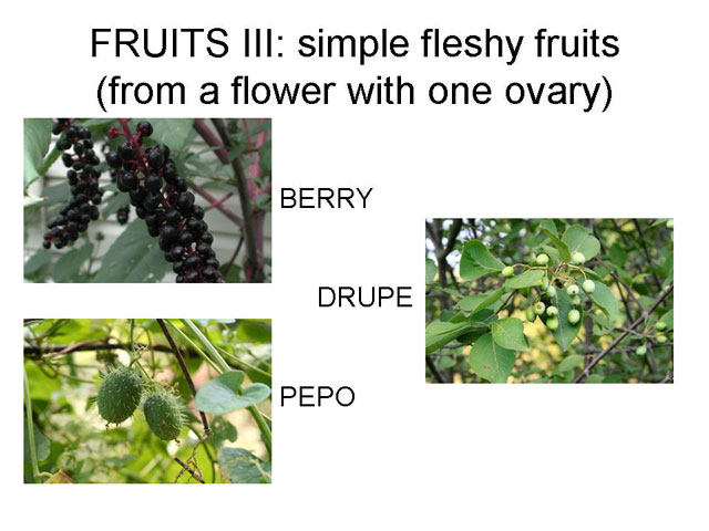 Simple Fleshy Fruits