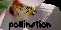 pollination