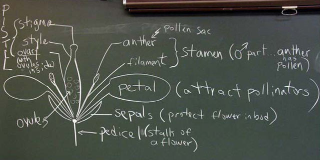 flower diagram