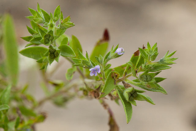 false pennyroyal