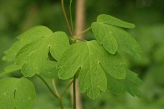 Isopyrum biternatum