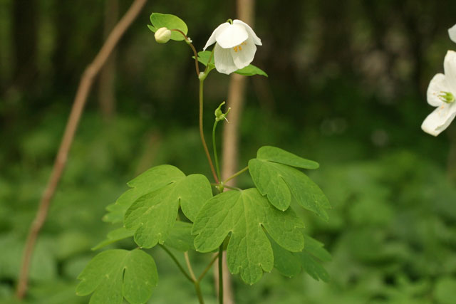 Isopyrum biternatum