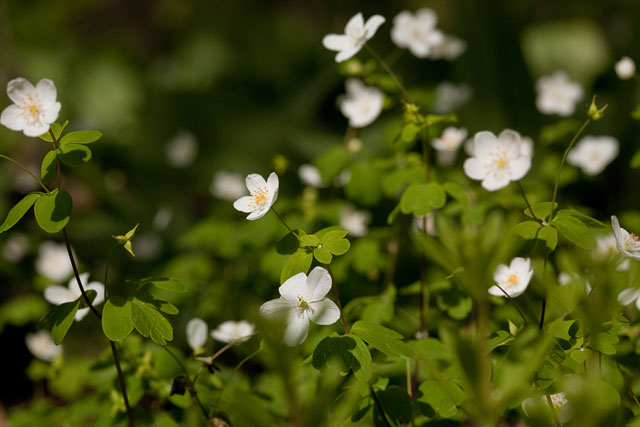 Isopyrum biternatum