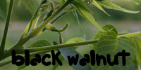 black walnut