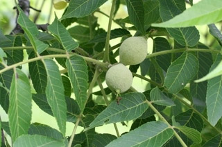 walnut june 11