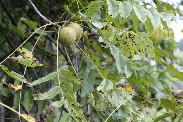 Walnut fruiting