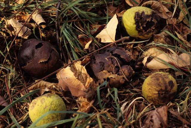 walnut fruits on the ground