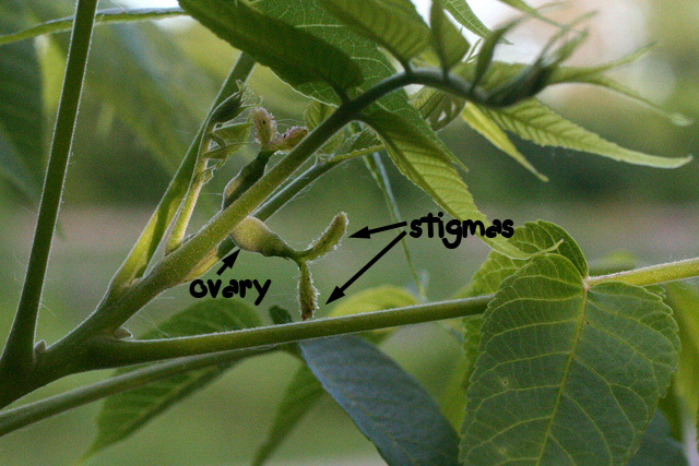 walnut female flowers