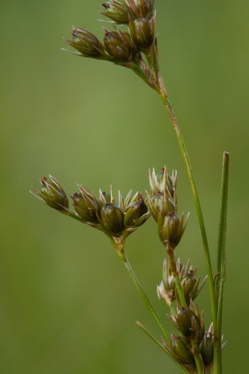 Juncus tenuis