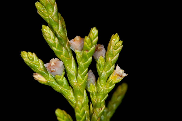 Juniperus ovulate specimen