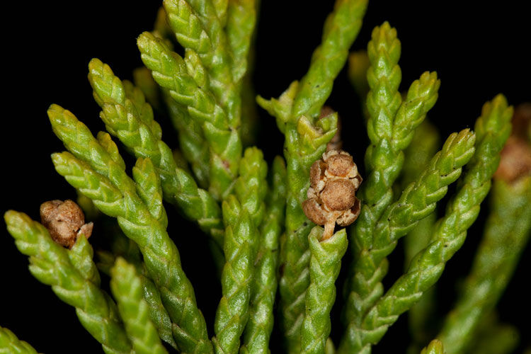 Juniper male cones