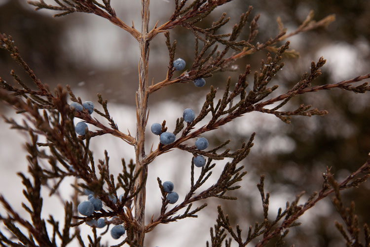 Eastern redcedar