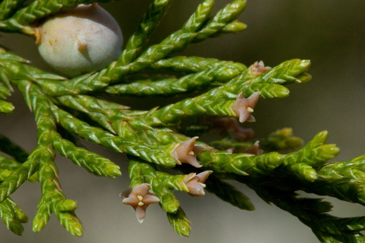 Juniperus virginiana