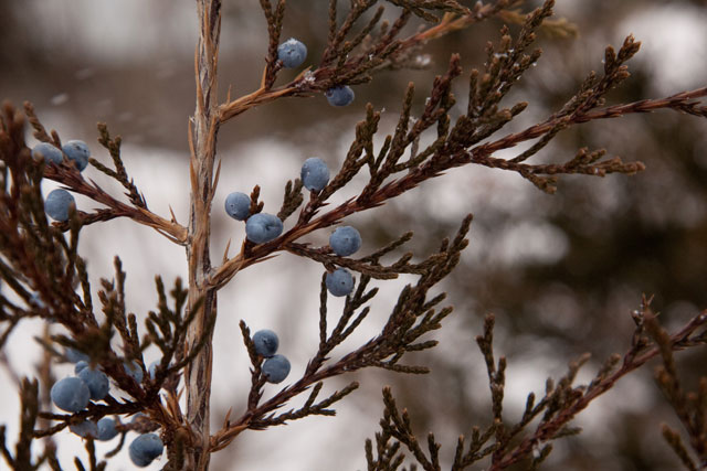 female juniper