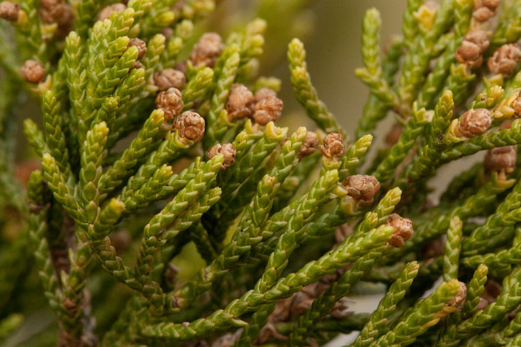 Juniperus virginiana pollen cones
