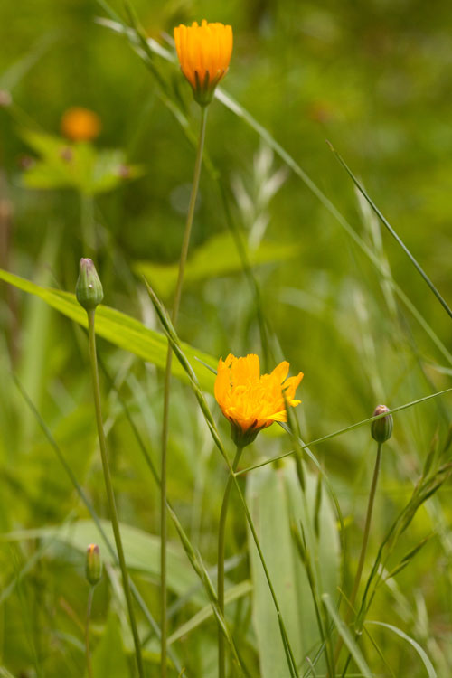 two-flowered Cynthia