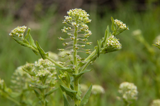 Lepidium