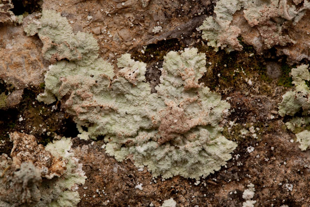 Lapraria lobificans