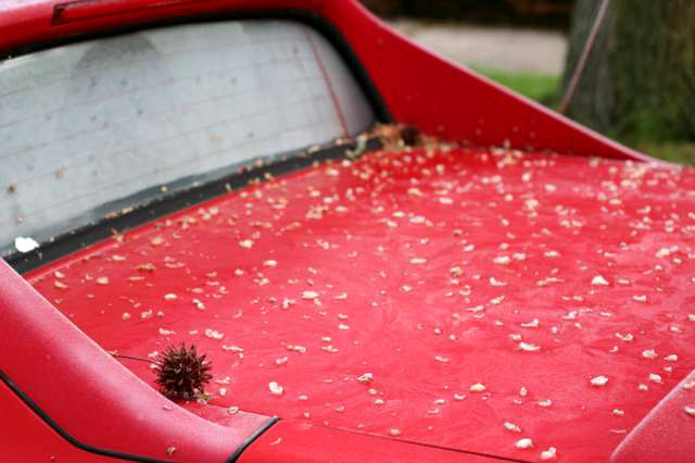 sweetgum achenes and bud scales